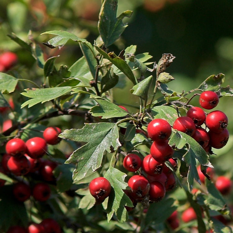 Dig Deeper: Heartland Tonic