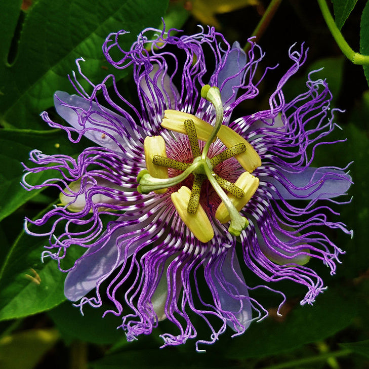 Dig Deeper: Underworld Potion