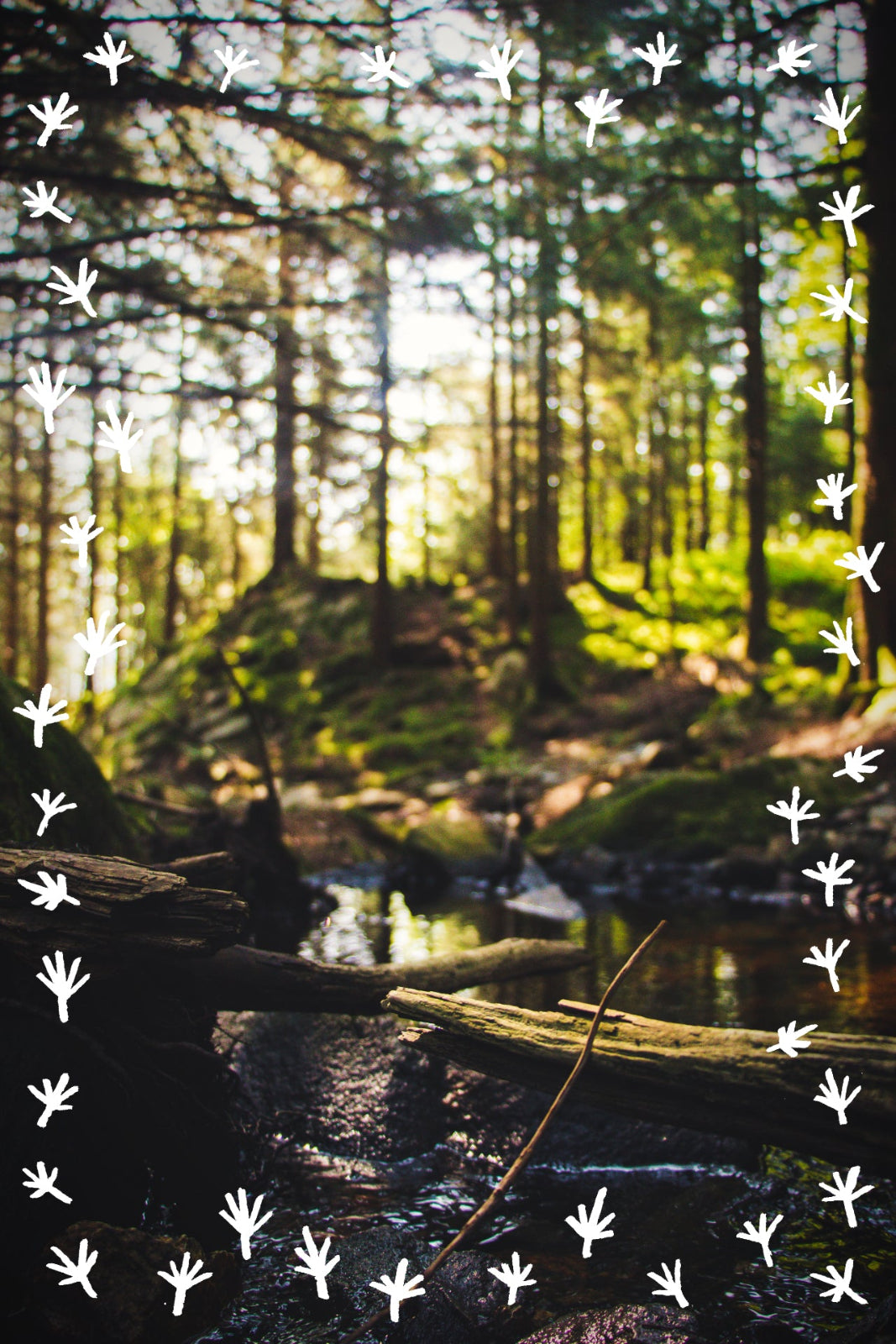 Herbalist in Chicago