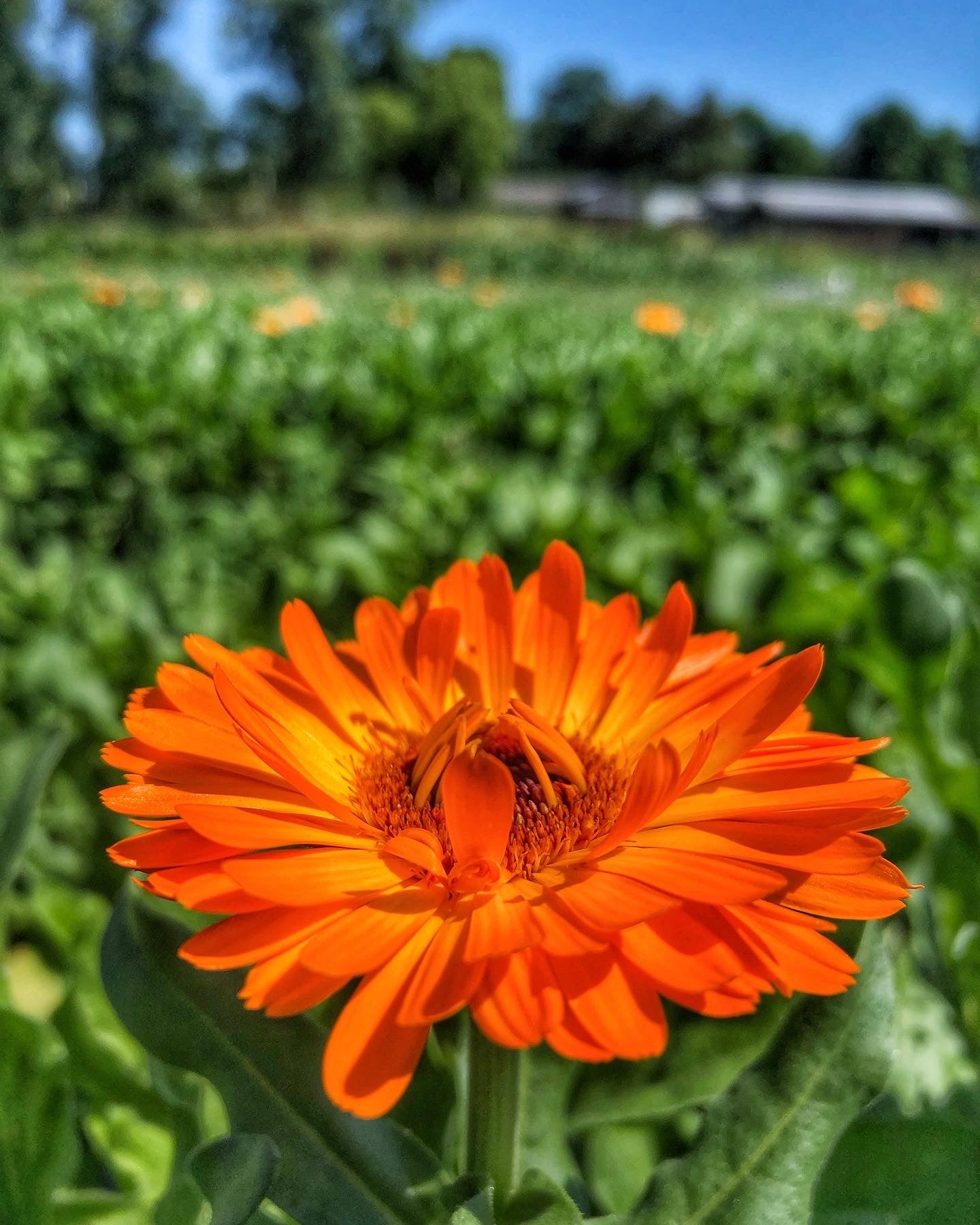 Calendula Oil - Herbal Infused Oil